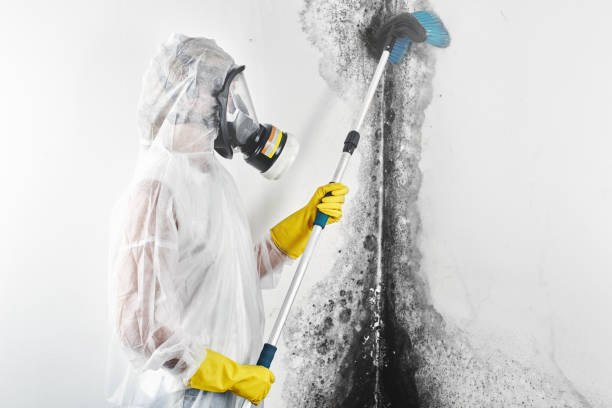 Best Mold Prevention Services  in Church Point, LA